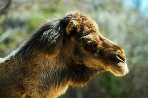 Bactrian kameel detailopname foto