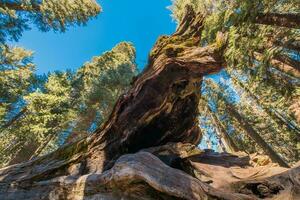 gedaald reusachtig sequoia boom foto