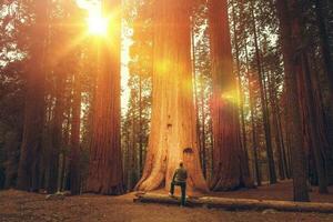 wandelaar in voorkant van reusachtig sequoia foto