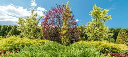 zomer dag achtertuin tuin bomen en planten foto