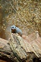 meerkat Aan de boom foto