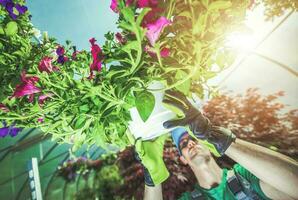 mannen hangende nieuw bloemen binnen zijn kas foto