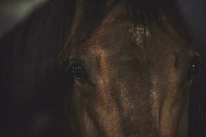 bruin paard kijken detailopname foto