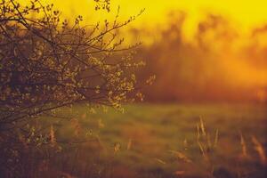 warm zonsondergang licht landschap foto