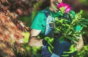 tuinman buying bloeiend fabriek in een pot foto