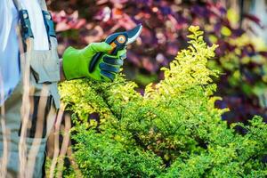 tuinman met tuin knipt foto