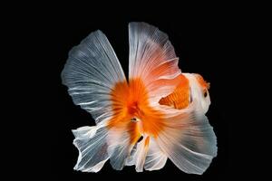 huisdier geel wit goud vis met lang bloemrijk Golf staart zwemmen in aquarium water Aan zwart achtergrond foto