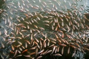 rood tilapia vis leven in duister water Bij vis firma foto