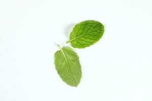 groen munt blad foto