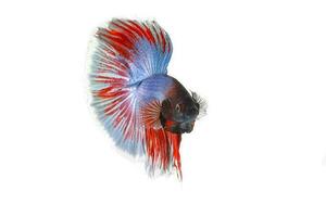 kleurrijk bèta vechter vis foto