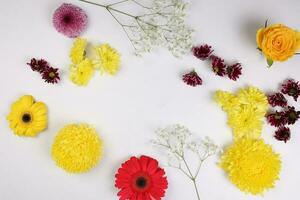 madeliefje chrysant mamma roos baby adem bloem rood geel roze Purper paars Aan wit achtergrond grens kader boeket kopiëren tekst ruimte foto