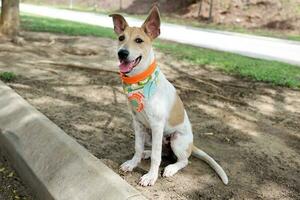 schattig hond vervelend sjaal Speel zitten houding buitenshuis park foto