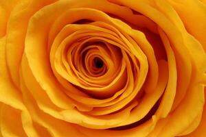 geel roos bloem detailopname macro bloemblaadjes cirkel foto