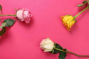 kleurrijk verscheidenheid roos bloem Aan wit achtergrond licht roze roze geel wit Aan roze achtergrond foto