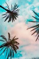 palmboom en blauwe hemel foto