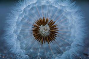 romantische paardebloembloem in de lente foto