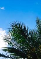 palmboom en blauwe hemel foto