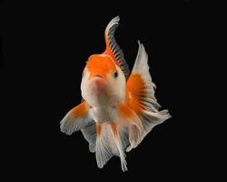 huisdier geel wit goud vis met lang bloemrijk Golf staart zwemmen in aquarium water Aan zwart achtergrond foto