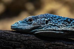 blauw gevlekte boommonitor foto