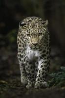 portret van Perzische luipaard foto