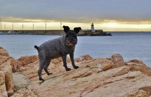 zwarte schnauzer in een zonsondergangzeegezicht foto