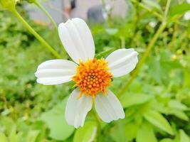 wit bloemen dichtbij omhoog helder groen in de tuin foto