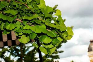 vers helder groen bladeren van ginkgo biloba. natuurlijk blad structuur achtergrond. takken van een ginkgo boom in nitraat in Slowakije. Latijns naam ginkgo biloba ik. foto