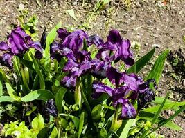 pygmee iris of dwerg iris pumila hybrida caerulea bloeiend met single Purper bloeit. iris pumila. wild bloemen Aan de bloembed in de lente. foto