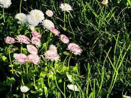 delicaat wit en roze madeliefjes of bellis perennis bloemen Aan groen gras. gazon madeliefje bloei in de lente. kant visie en selectief focus foto