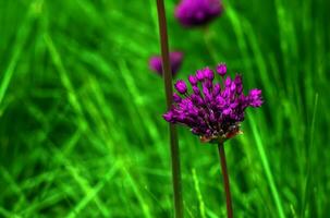 bloeiend Purper sier- ui allium hollandicum, Purper gevoel tegen de groen gras achtergrond foto