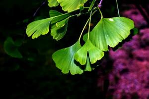 vers helder groen bladeren van ginkgo biloba. natuurlijk blad structuur achtergrond. takken van een ginkgo boom in nitraat in Slowakije. Latijns naam ginkgo biloba ik. foto