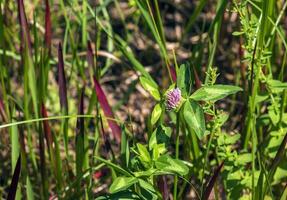 trifolium praten, rood Klaver. verzamelen waardevol bloemen fn de weide in de zomer. geneeskrachtig en honing dragend plant, voer en in volk geneeskunde medisch gebeeldhouwd wild kruiden. foto