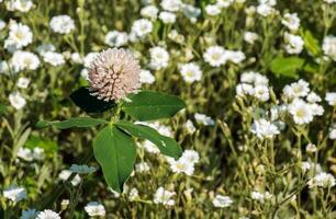 trifolium praten, rood Klaver. verzamelen waardevol bloemen fn de weide in de zomer. geneeskrachtig en honing dragend plant, voer en in volk geneeskunde medisch gebeeldhouwd wild kruiden. foto