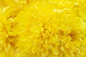 geel chrysant bloemen achtergrond. selectief focus detailopname zomer, herfst planten voor moeder dag, verjaardag, vakantie. macro. kopiëren ruimte foto