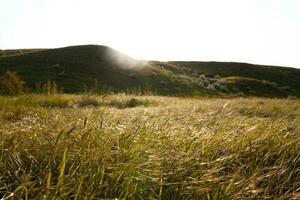 een foto van een zonsondergang landschap met lang gras in de voorgrond en heuvels in de achtergrond.