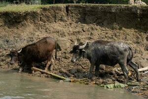 buffels drinken water Aan de rivierbed. zuidoosten Aziatisch wollig buffels Aan de rivierbed. buffels Aan de modder detailopname schot. landelijk Oppervlakte dier en dieren in het wild fotografie van een water schip. foto