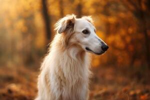 portret van een hond ras borzoi in de herfst Woud ai gegenereerd foto