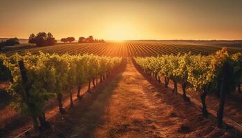 zonsondergang over- wijngaard, natuur schoonheid in landbouw gegenereerd door ai foto