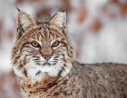 portret van lynx rufus foto