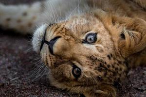 zuidelijke afrikaanse leeuw foto