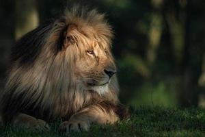 zuidelijke afrikaanse leeuw foto