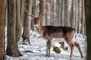 damherten in het wild foto