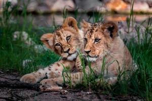 zuidelijke afrikaanse leeuw foto