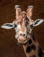 portret van giraffe foto