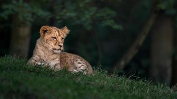 zuidelijke afrikaanse leeuw foto