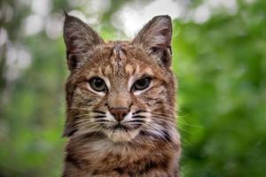 portret van bobcat foto