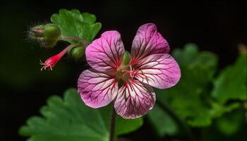 levendig roze hibiscus bloem hoofd met geel meeldraad en stuifmeel gegenereerd door ai foto