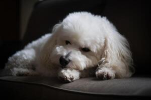 wit bichon frise hond aan het liegen Aan de sofa in donker kamer ai gegenereerd foto