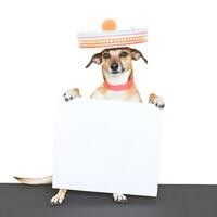 aanbiddelijk huisdier hond met cinco de mayo dag mode Holding rechthoekig blanco frame.ai gegenereerd foto