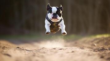 rennen bulldog Aan de stoffig straat in de avond. foto